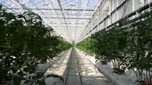 Green Rows Large Glass Greenhouse Farmland with Cultivate Vegetables Indoors  alt