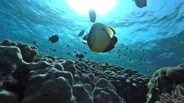 Tranquilizing Backlit Colorful Coral Reef Teeming Fish