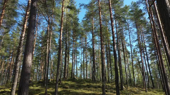 Pine forest in the sunny day