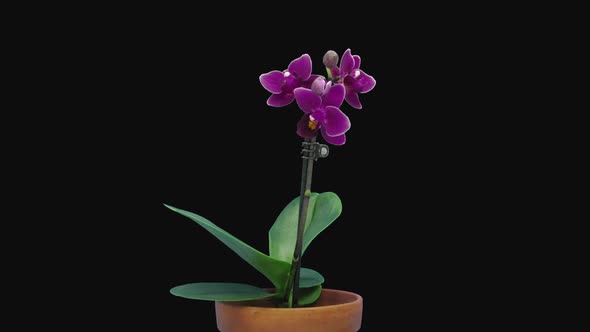 Time-lapse of opening dark purple Phalaenopsis orchid flower alt