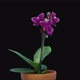 Time-lapse of opening dark purple Phalaenopsis orchid flower - VideoHive Item for Sale