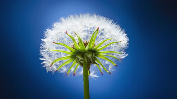 Dandelion blooms with white pappus