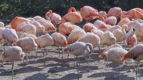 Group of Chilean Flamingos (Phoenicopterus chilensis) alt