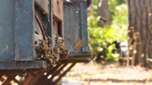 Swarm of bees flying around homemade wooden bee hives. Slow zoom closeup alt