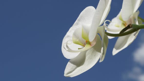 Details of white moth orchid plant close-up 4K 2160p 30fps UltraHD footage - Phalaenopsis amabilis   alt