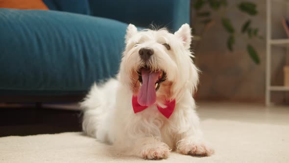 Beautiful Dog Wearing Red Bow Closeup West Highland White Terrier Portrait alt