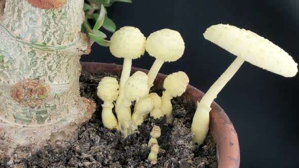 Leucocoprinus Birnbaumii Growing