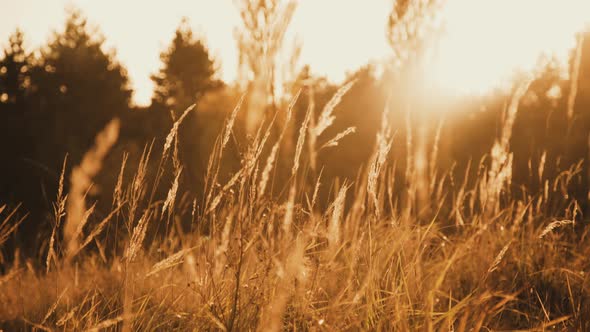 Warm Summer Sun Light Shining Through Wild Grass Field by MAXIMUMSTOCK