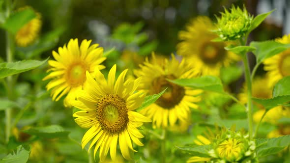 Nature video Macro lens closeup Sunflower in Sunny Good weather day
