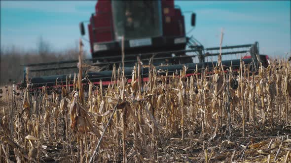 The Harvester Is Harvesting in a Field of Corn. Dry Corn Is Processed By a Special Machine. alt