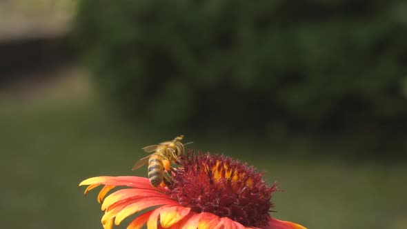 Flowers, Bee