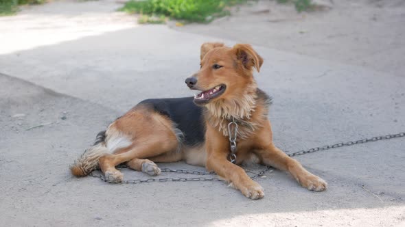 Black-and-red large yard dog lies on the ground, yawns, tied on chain