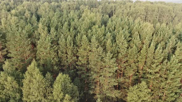 Morning pine forest - Flying Sideways