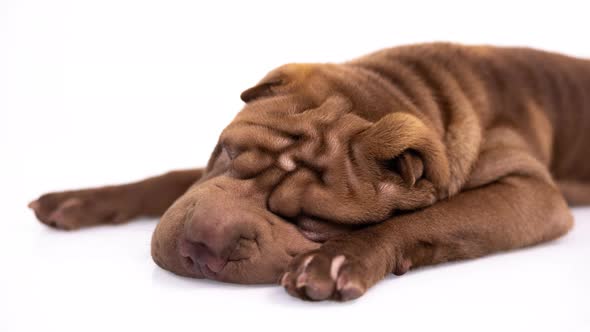 Shar Pei Dog with White Background alt
