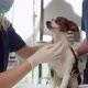 Two doctor&#39;s preparing dog for surgery. Shot with RED helium camera in 4K. - VideoHive Item for Sale