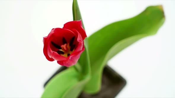 Red Tulip Isolated on White Blooming Opening Its Blossom Time Lapse