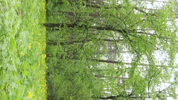 Vertical Video of a Beautiful Green Pine Forest on a Summer Day Slow Motion alt