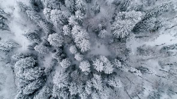 Top View Of Snowy Winter Forest