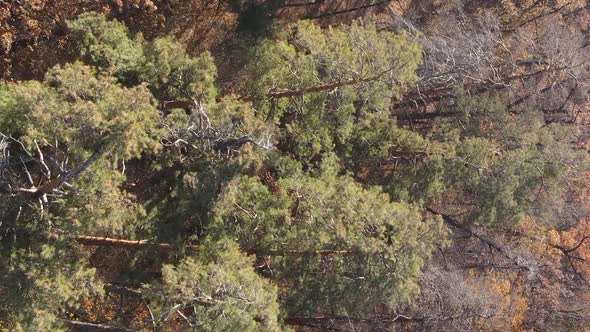 Vertical Video of an Autumn Forest During the Day in Ukraine alt