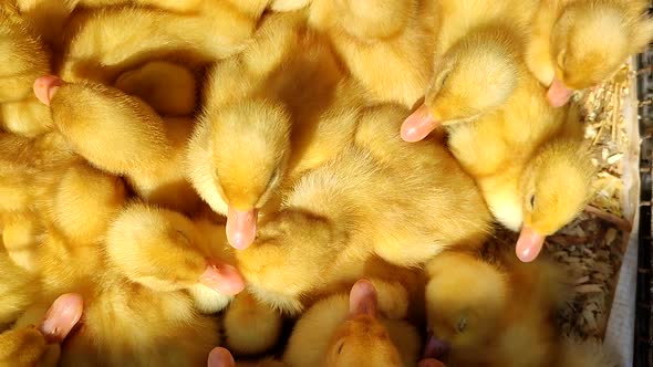 Many Little Yellow Ducks Closeup on Sunne Day alt