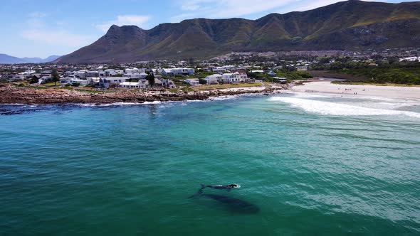 Baby Southern Right whale floats close to its mother, near Onrus beach, South Africa alt