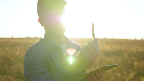 Farmer Businessman Inspects Wheat Field and Examines an Ear of Wheat at Sunrise alt