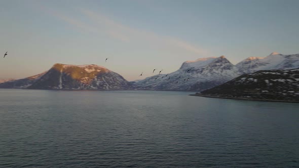 Flock of birds fly towards aerial drone as drone orbits, Northern Norway. Action Shot alt