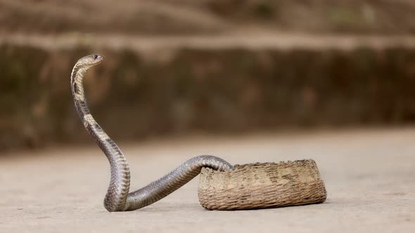 Indian Spectacled Cobra Snake Venomous with Its Hood  Lat alt