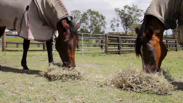 Wide view of two horses eating a stack of hay in a horse paddock alt