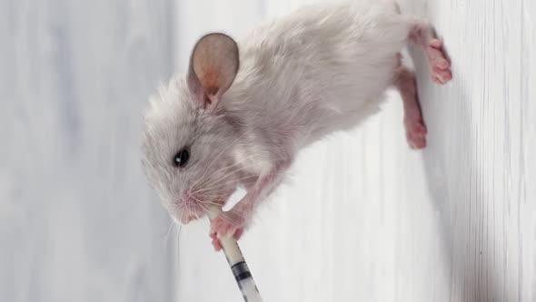 Baby White Chinchilla Swallows Milk