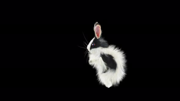 Rabbit Dancing 4K alt