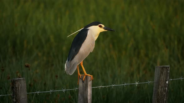 Night heron in the Camargue, France alt