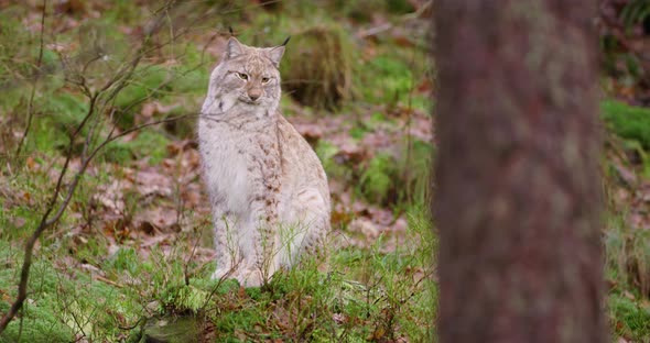 European Lynx Sits in the Autumn Forest