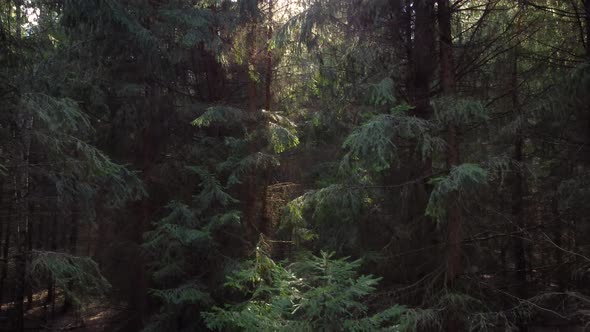 Bright fir tree forest in the evening