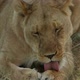 Lioness Grooming Herself - VideoHive Item for Sale