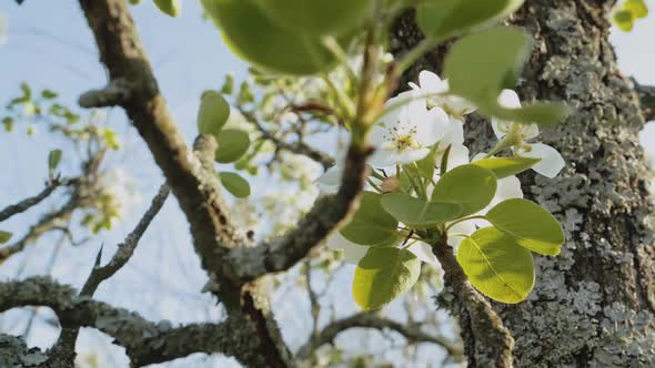 Spring Apple Flowers on Apple Branch Trees Blossom in the Garden Super Slow Motion alt