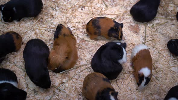 Lots of Guinea Pigs, They Eat Hay