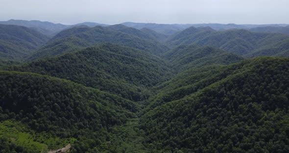 Drone View of a Dense Forest