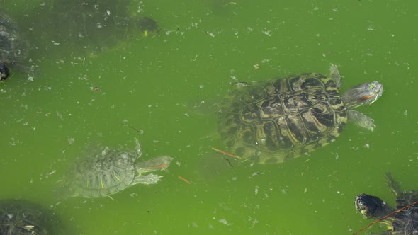 Some Dotted Turtles Swimming in a Green Pond on a Sunny Day in Summer