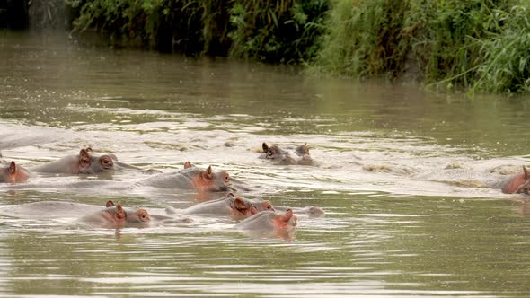 Leader Follow Group of Agressive Hippos Hippopotamus Amphibius Swimming Around in Dirty and Clouded alt