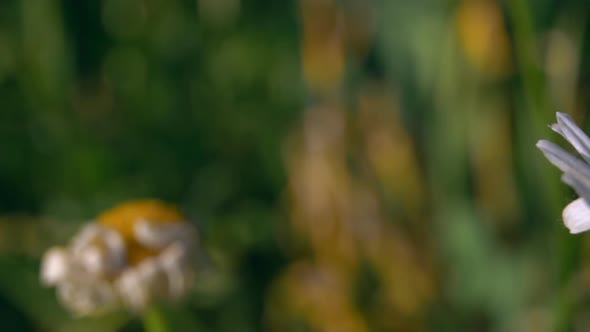 Attractive Girl Has Video Call alt