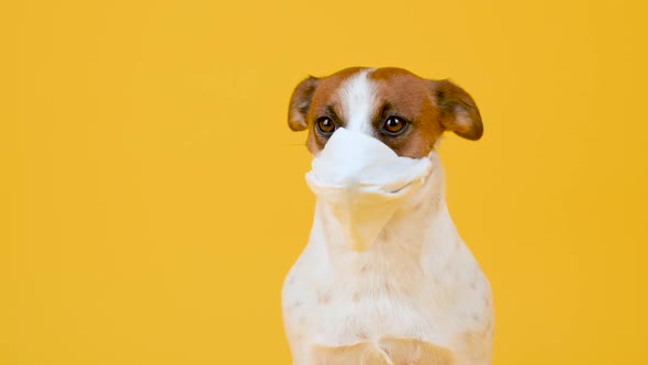 Cute dog in a medical mask on his face on a yellow background.