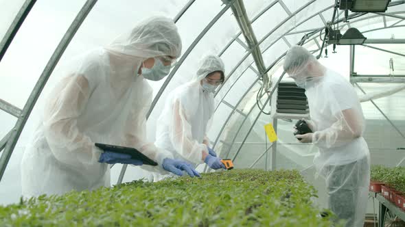 Farmers Checking Plants in Greenhouse