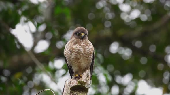 Roadside Hawk Bird Perched on Tree Branch
