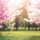 Blossoming Apple Tree Alley - VideoHive Item for Sale
