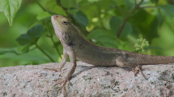 Wildlife close up side view changeable lizard on the rock stone [4K] alt