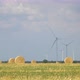 Green Wheat Field in Motion with Wind Turbines in the Background. - VideoHive Item for Sale