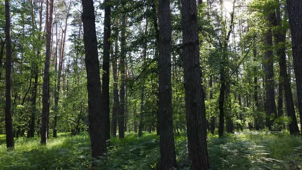 Trees in the Forest By Summer Day alt