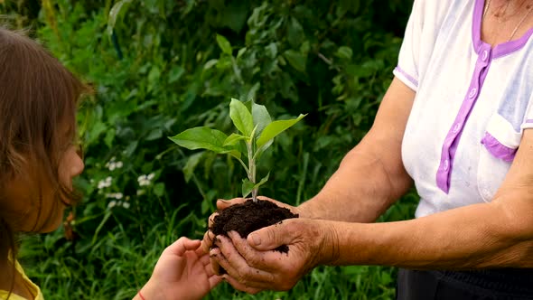 A Child and Grandmother are Planting a Plant in the Garden alt