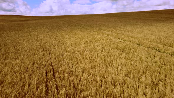 Landscape Wheat Field alt